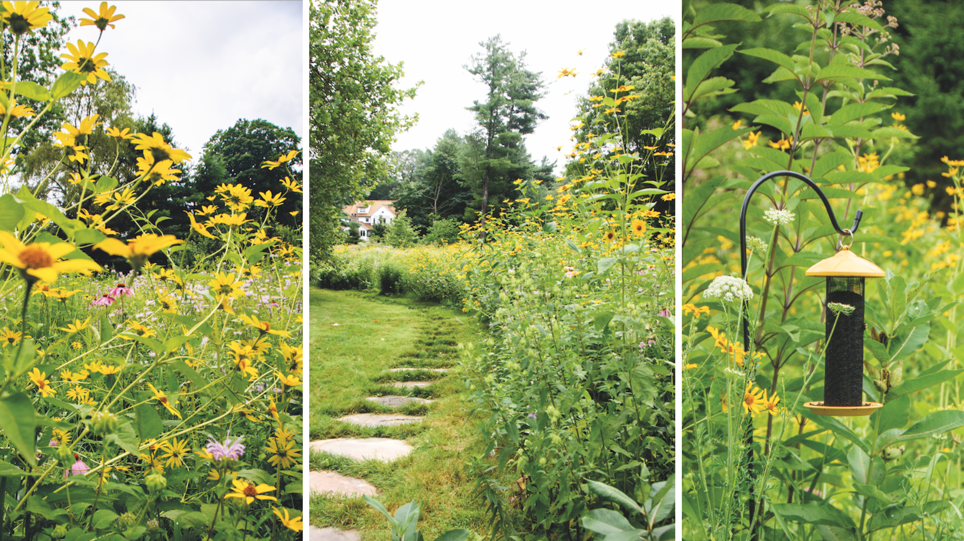 Steve Zatz's Native Meadow — Bedford & New Canaan Magazine